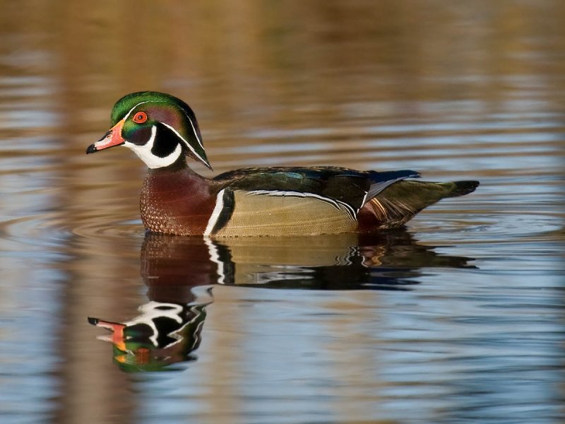 Wood Duck