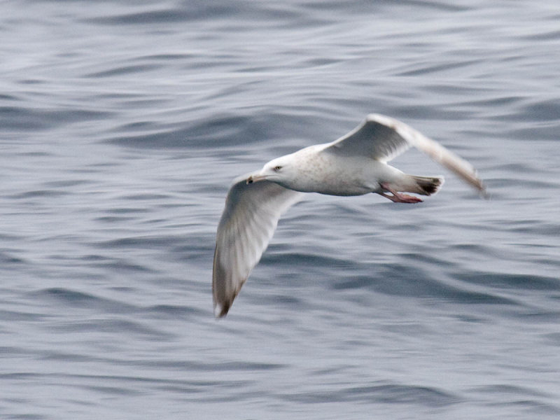 Nelsons (Herring x Glaucous) Gull