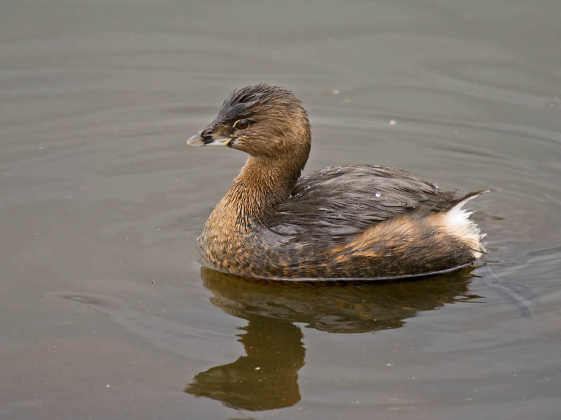 Pied-billed Grebe