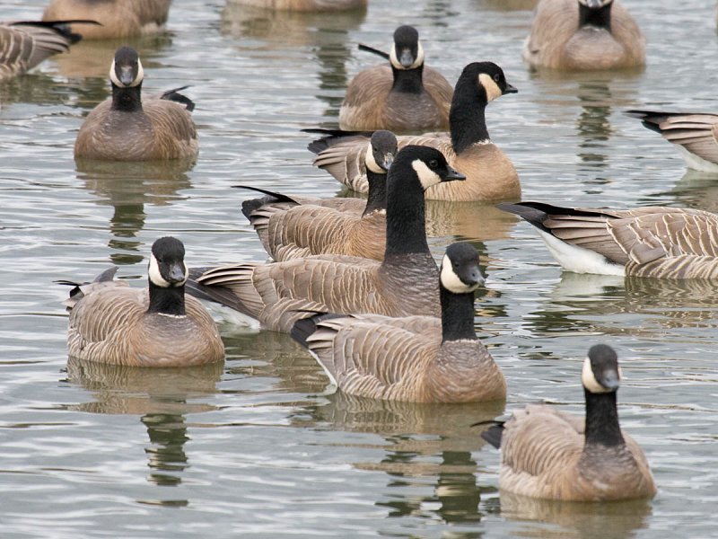 Ridgways Cackling Goose