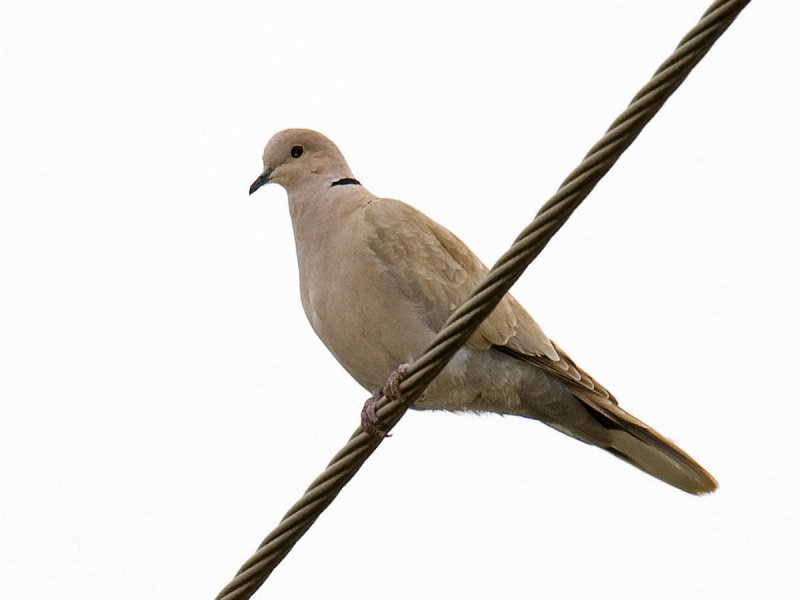 Eurasian Collared-Dove