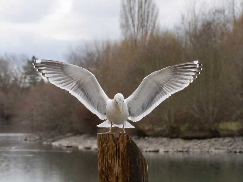 Western Gull