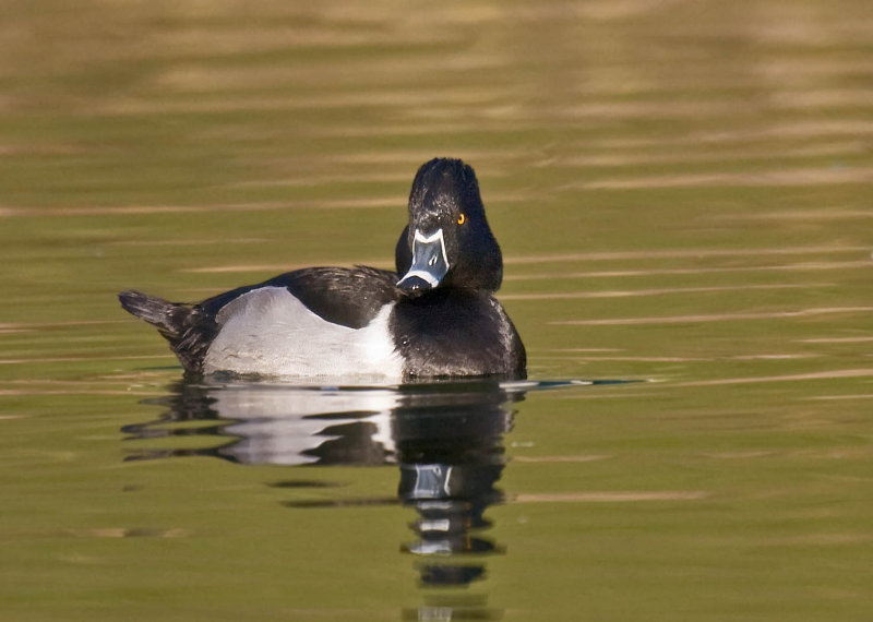 Ring-necked Duck