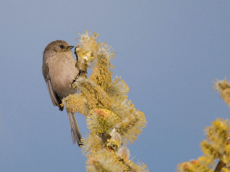 Bushtit
