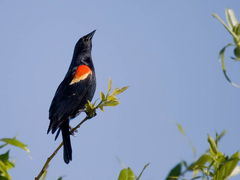 Red-winged Blackbird