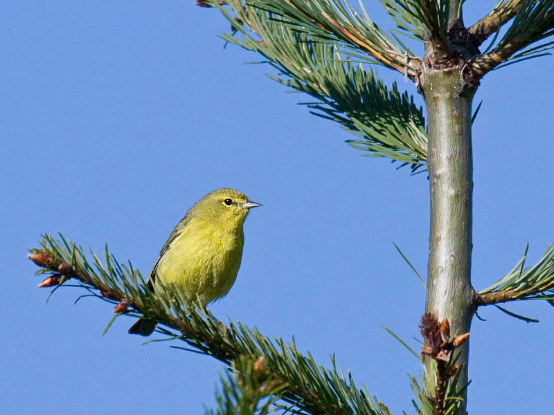 Orange-crowned Warbler