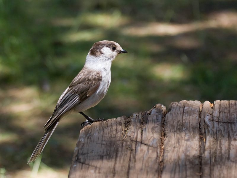 Gray Jay