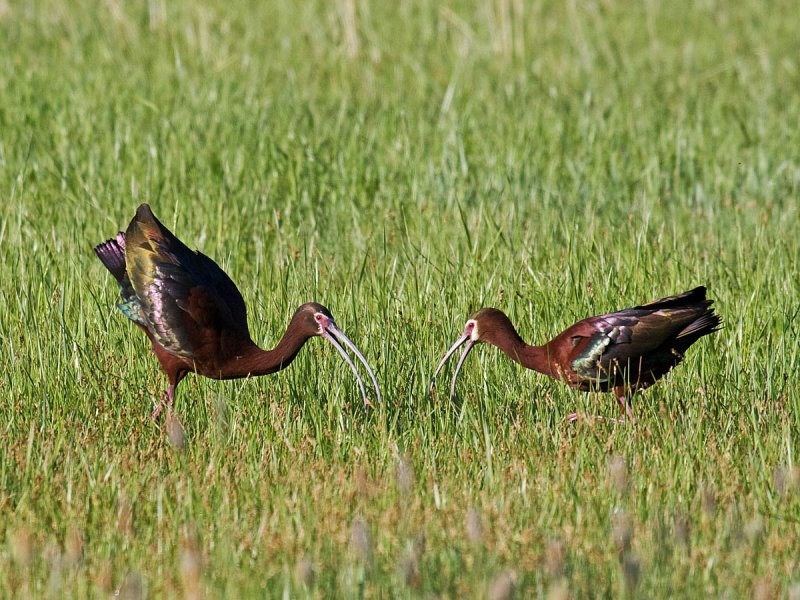 White-faced Ibis