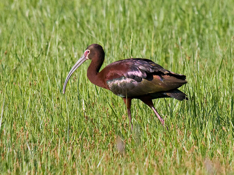 White-faced Ibis
