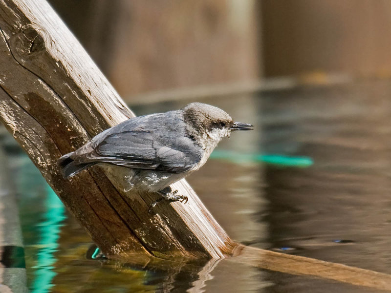 Pygmy Nuthatch