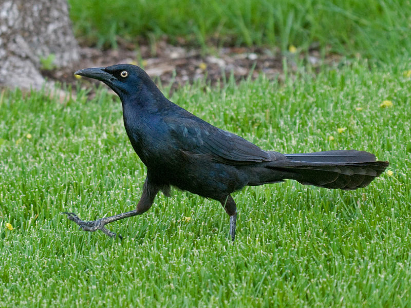 Great-tailed Grackle
