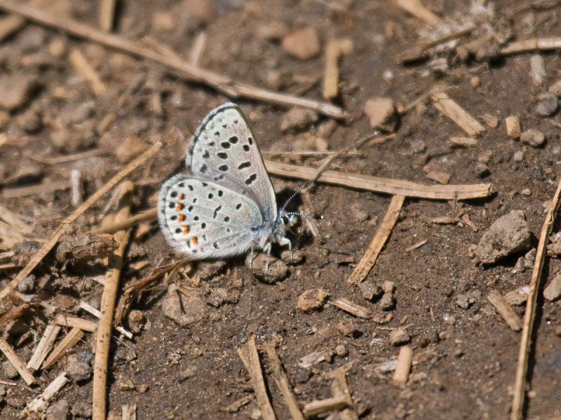 IMG_3571_butterfly_1a.jpg