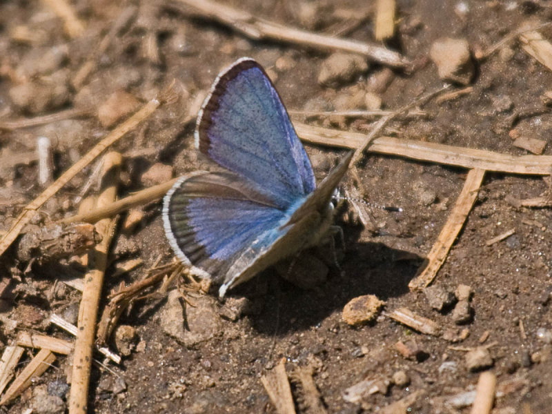 IMG_3573_butterfly_1b.jpg