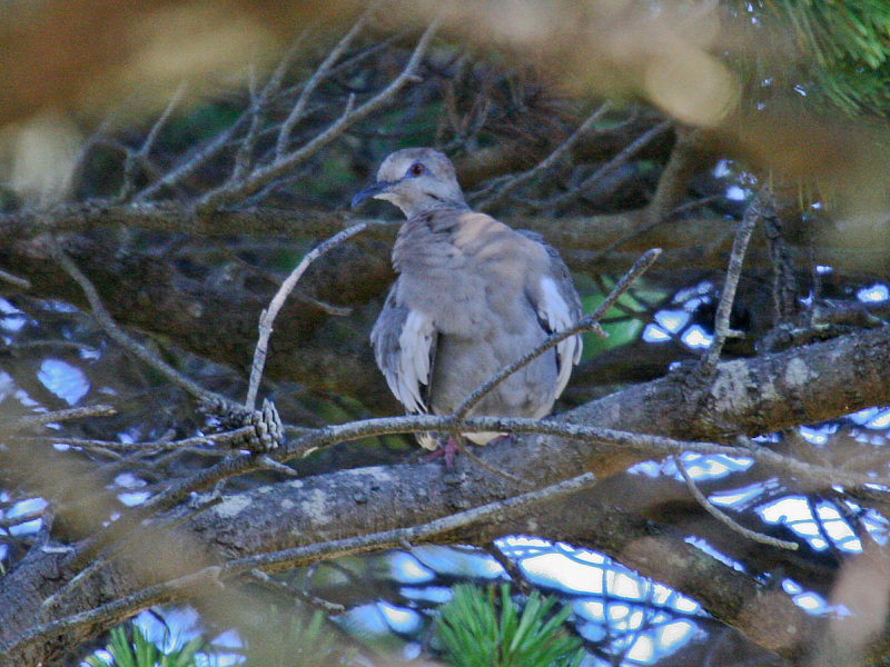 White-winged Dove