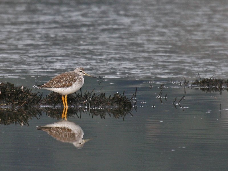 Greater Yellowlegs