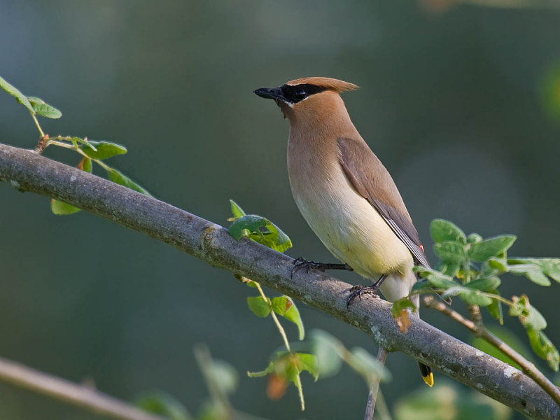 Cedar Waxwing