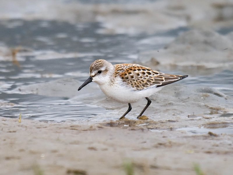 Western Sandpiper
