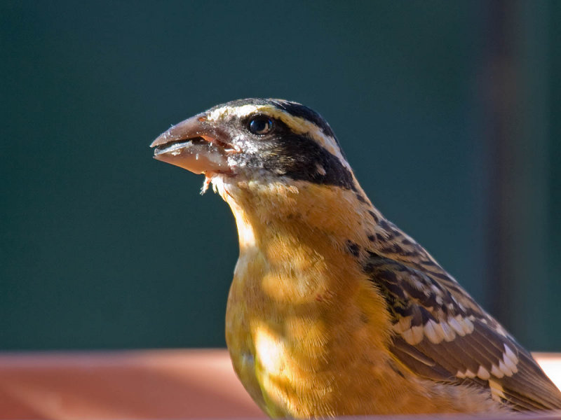 Black-headed Grosbeak