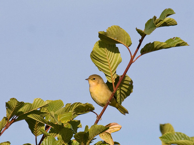 Common Yellowthroat