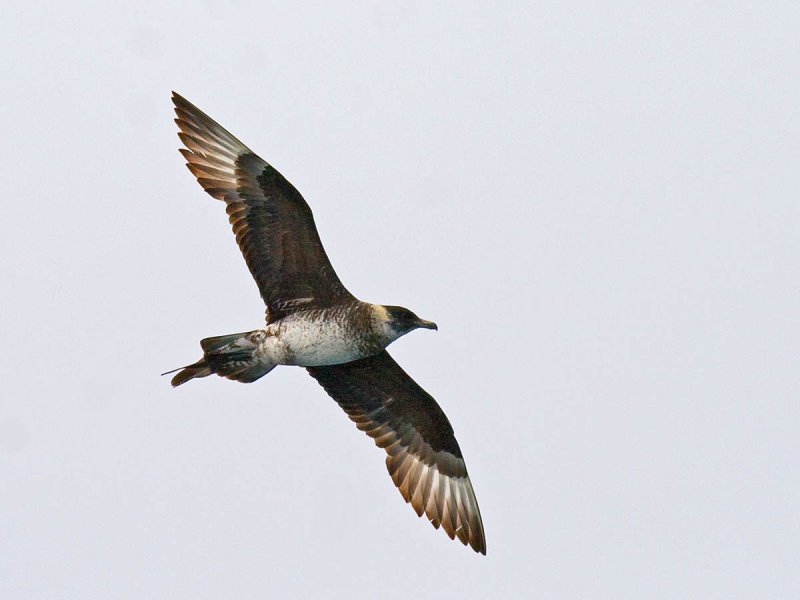 Pomarine Jaeger