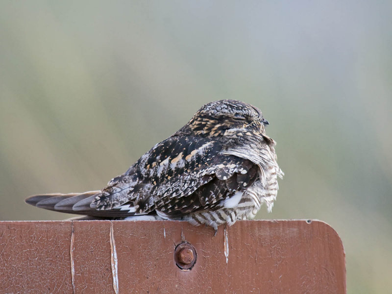 Common Nighthawk