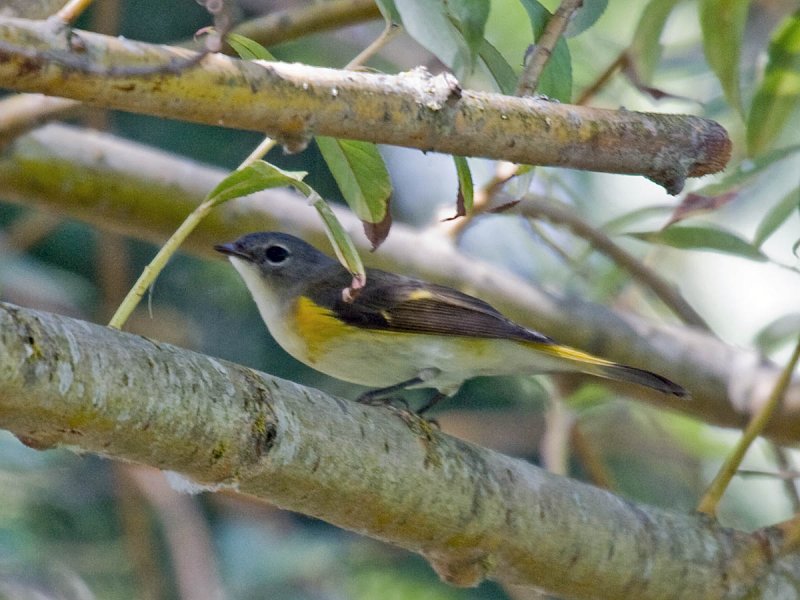 American Redstart