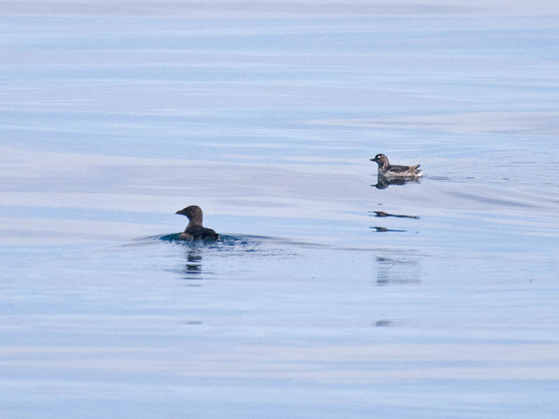 Rhinoceros and Cassins Auklet