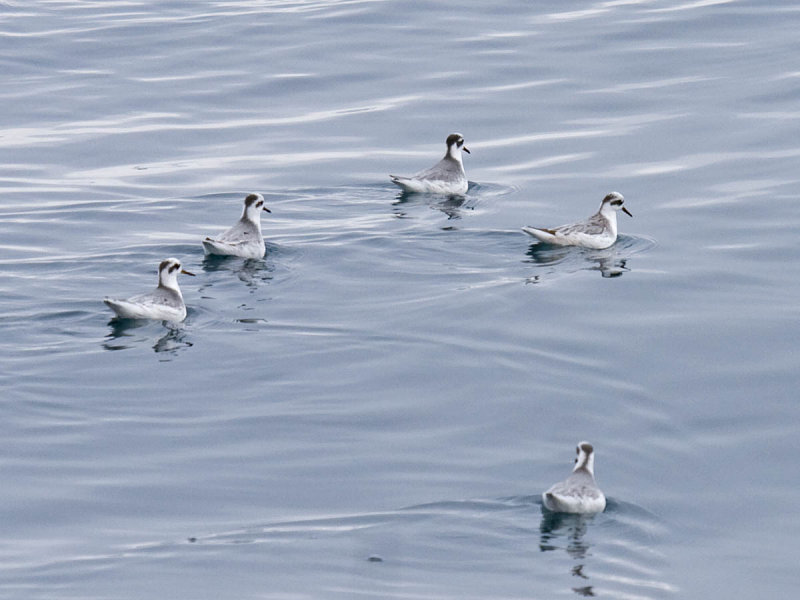 Red Phalarope