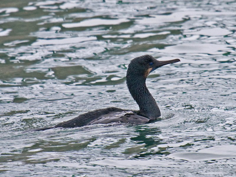 Brandts Cormorant