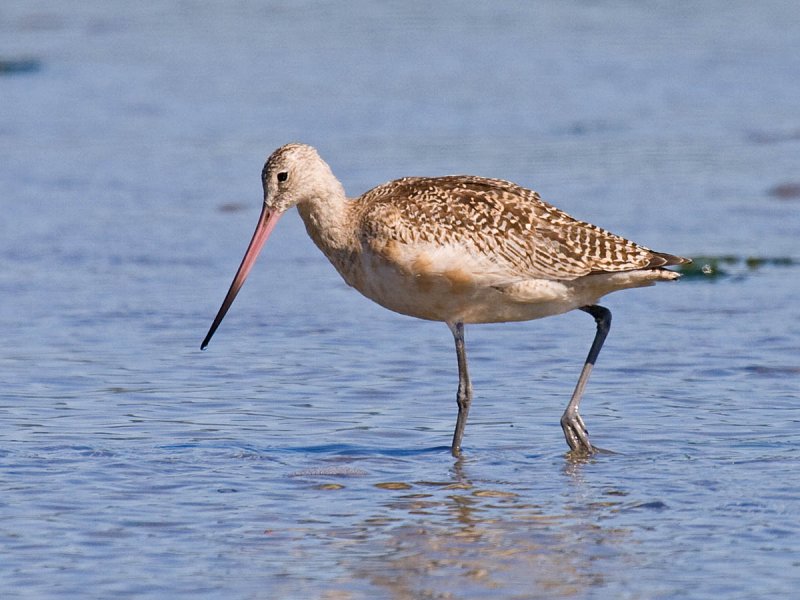 Marbled Godwit