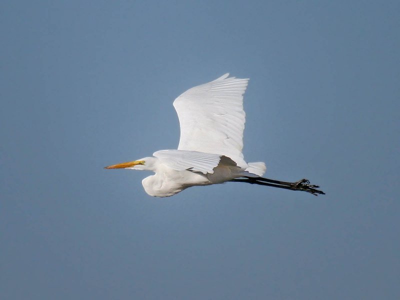Great Egret