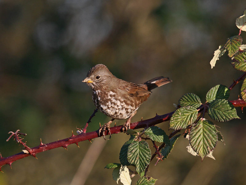Fox Sparrow