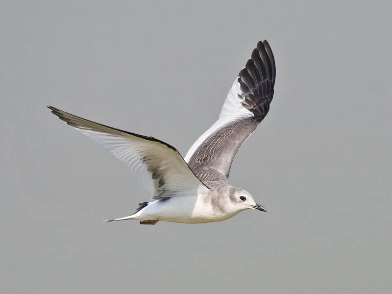Sabines Gull