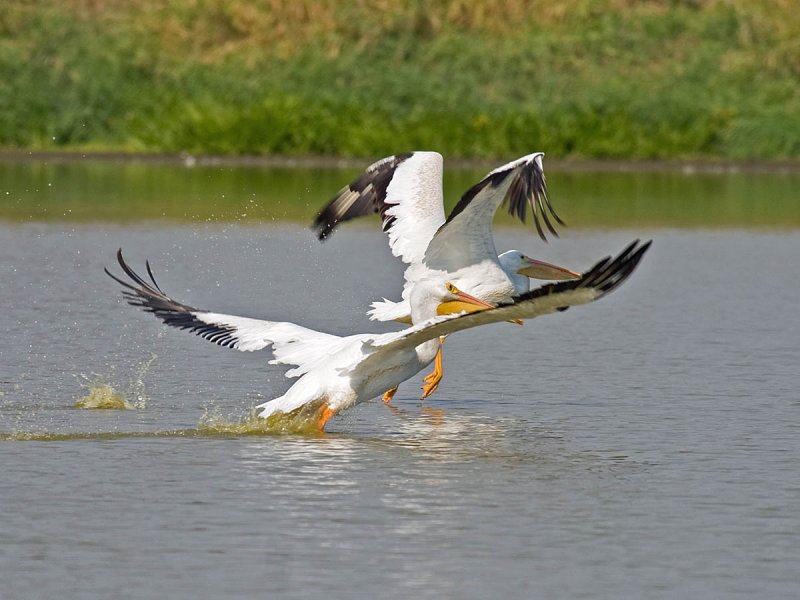 American White Pelican