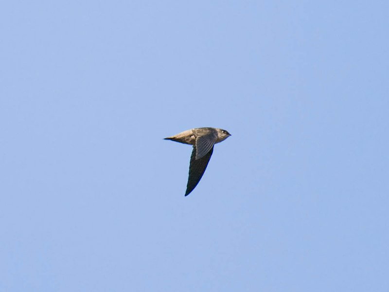 Vauxs Swift