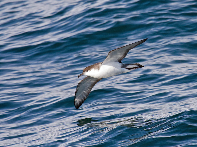 Bullers Shearwater