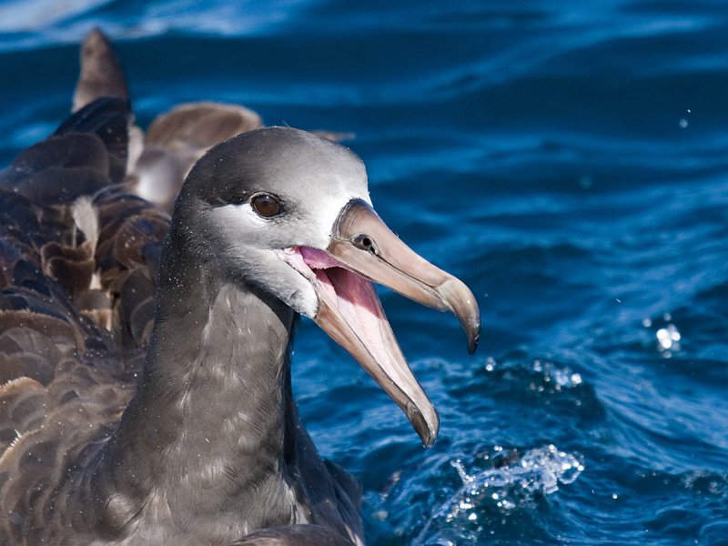 Black-footed Albatross