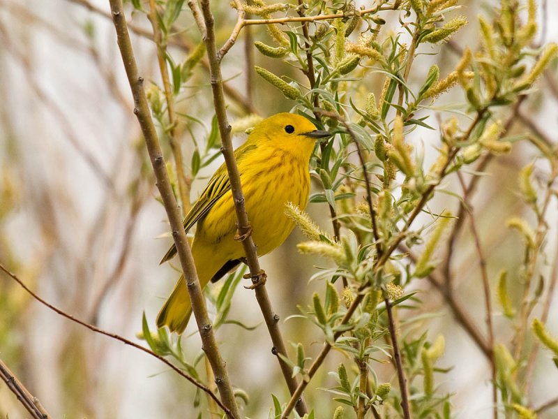 Yellow Warbler