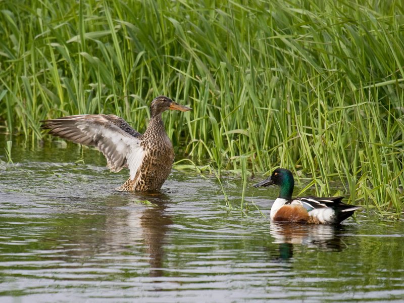 Northern Shoveler