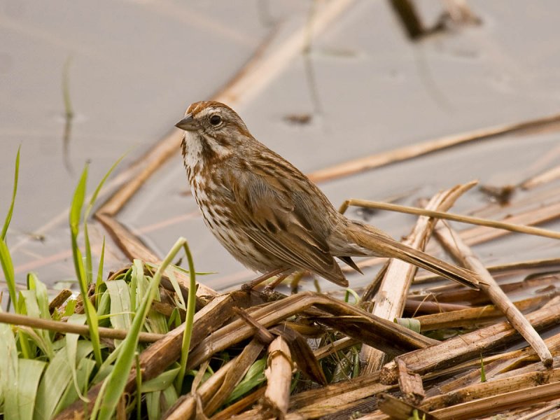 Song Sparrow