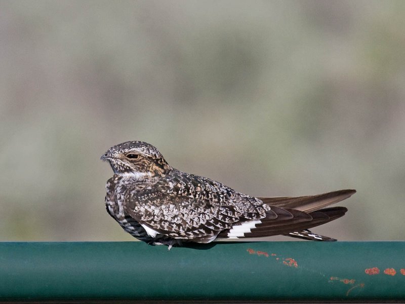 Common Nighthawk