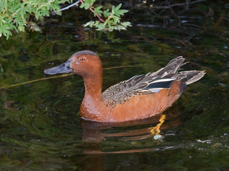 Cinnamon Teal