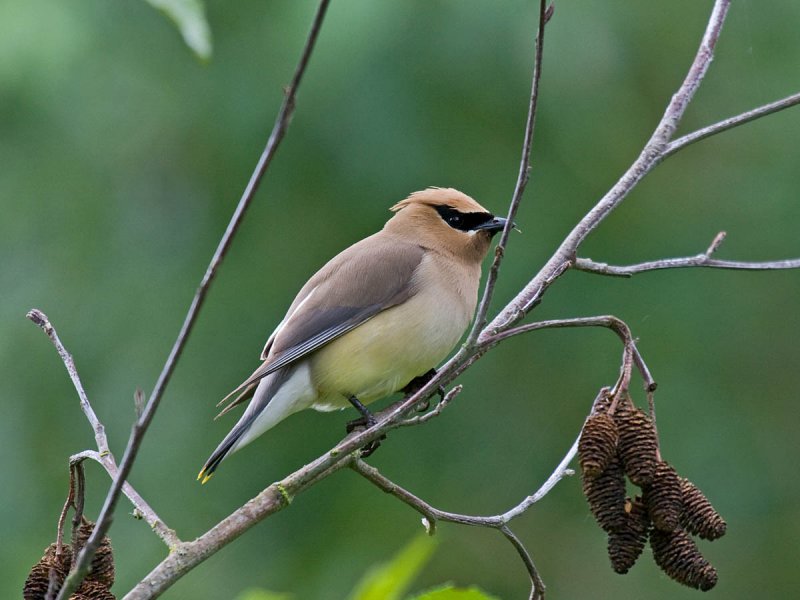 Cedar Waxwing