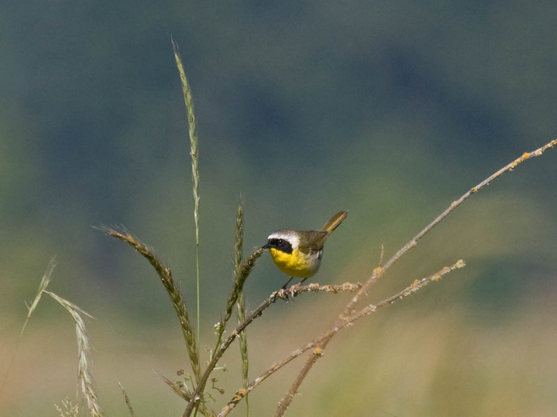 Common Yellowthroat