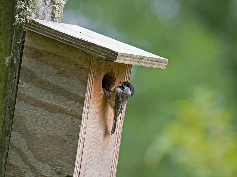 Black-capped Chickadee