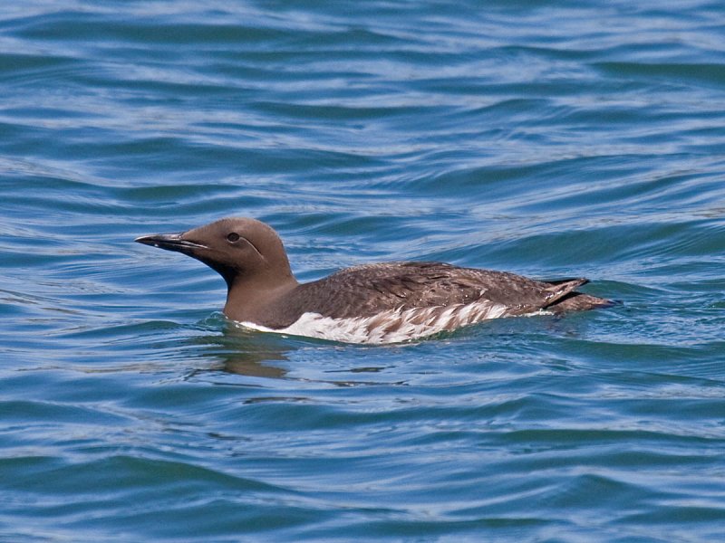 Common Murre