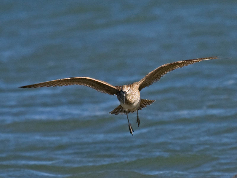 Whimbrel