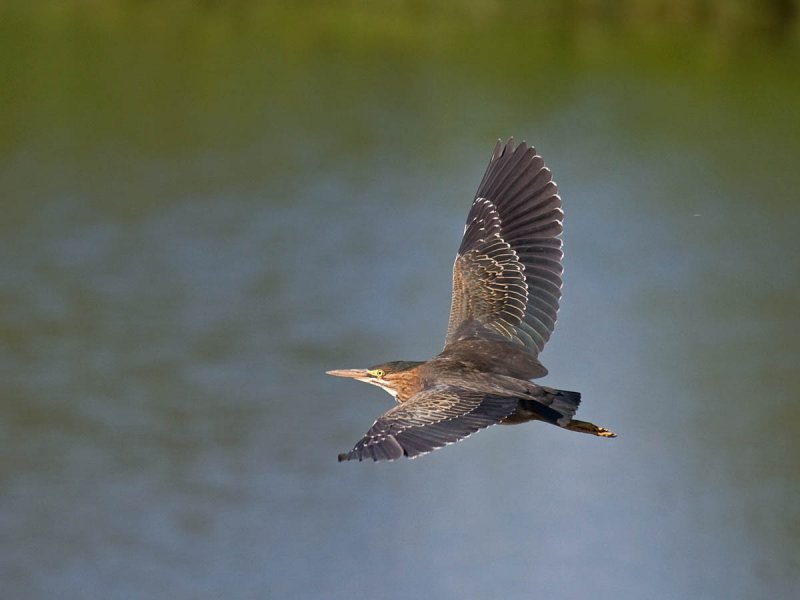Green Heron