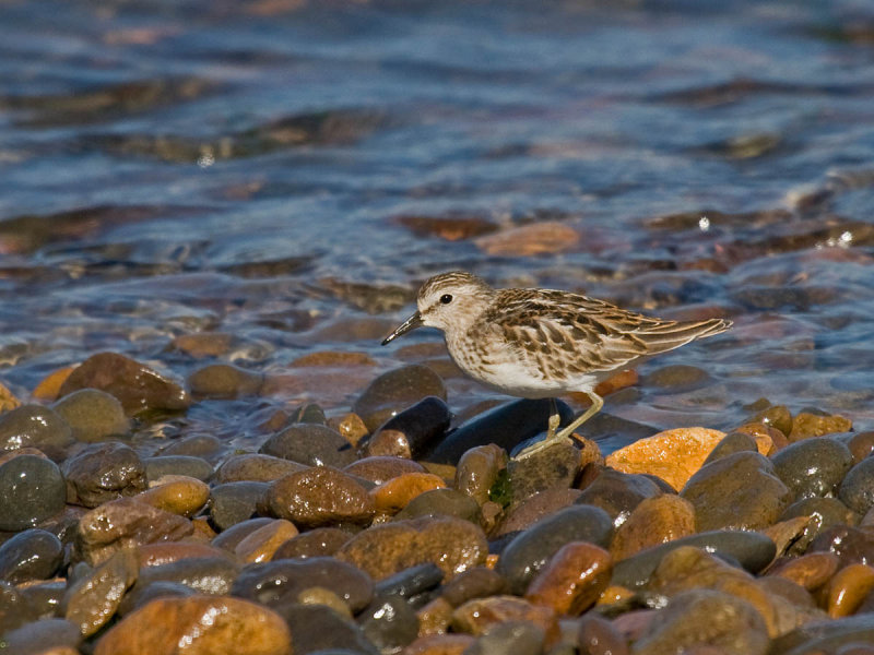 Least Sandpiper