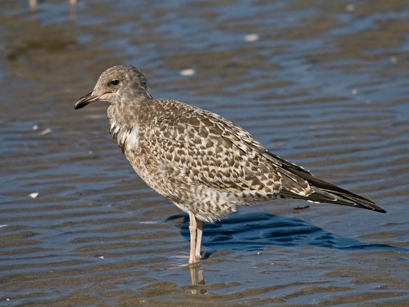 California Gull